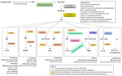 Diversity of Insect Sesquiterpenoid Regulation